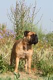 BULLMASTIFF 227